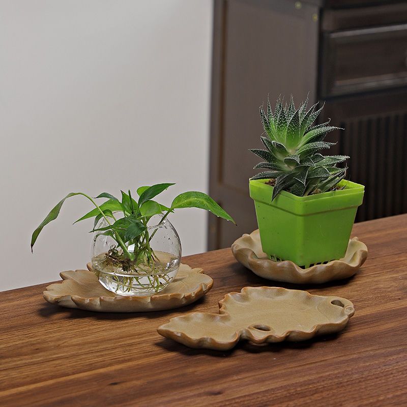 Бразильское дерево, гидропонно – обзор и цена Drip Tray Saucer