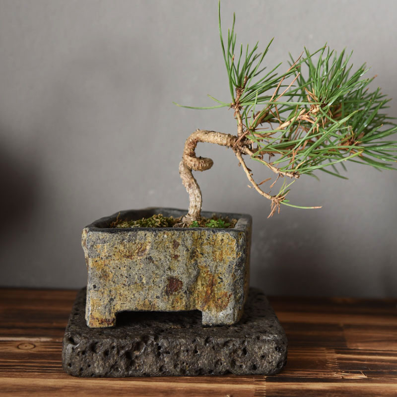 Базальтовый цветочный горшок и – обзор и цена Bonsai Garden Indoor